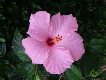 Close-up of pink hibiscus blooming outdoors