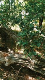 Flowering plants and trees in forest