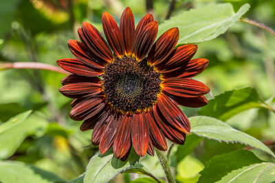 Close-up of red flower