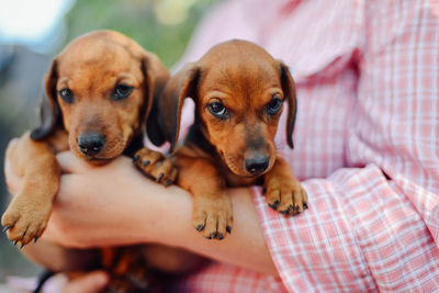 Close-up of two puppies