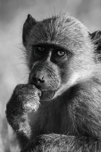Mono close-up of chacma baboon watching camera