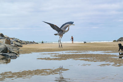 Gray heron on beach against sky