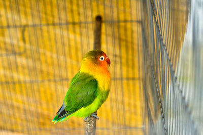 Bird perching in cage