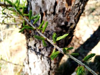 Close-up of plant growing on tree trunk