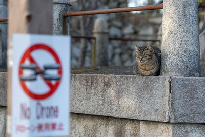 Cat sitting on wall