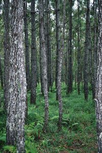 Trees growing in forest
