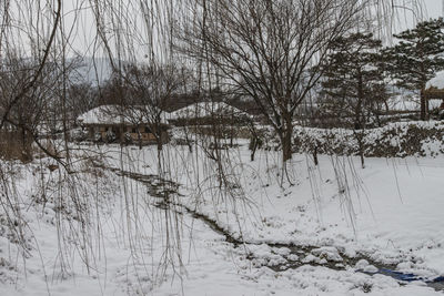 Close-up of bare tree against lake