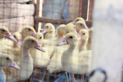 Close-up of birds in cage