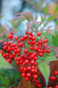 Close-up of red berries growing on tree