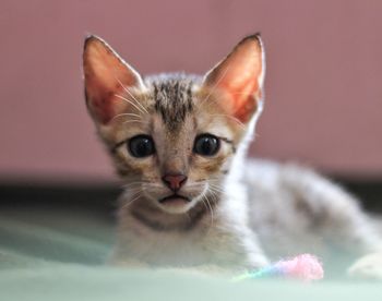 Close-up portrait of a cat