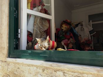 Cat looking through window at home