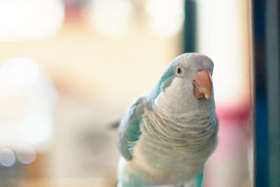 Close-up of parrot perching