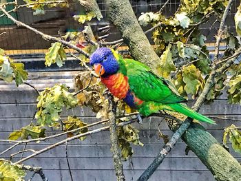 Close-up of parrot perching on tree