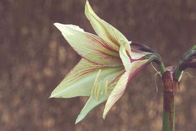 Close-up of plant