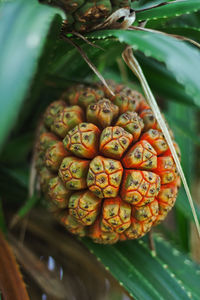 High angle view of fruits on plant