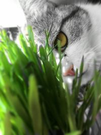 Close-up portrait of cat