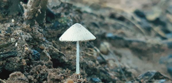 Close-up of mushroom growing on rock