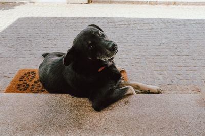 High angle view of dog sitting on floor