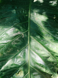 Full frame shot of leaves