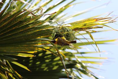 Close-up of insect on flower