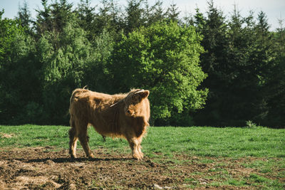 Baby cow standing in a field