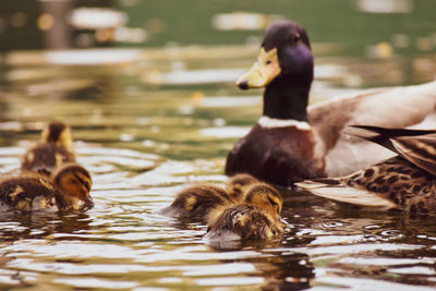 Ducks in a lake