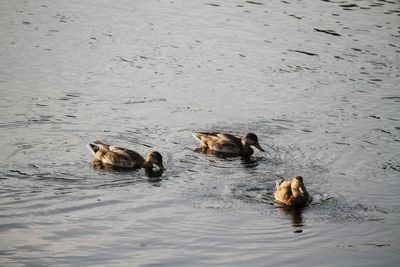 Ducks swimming in water