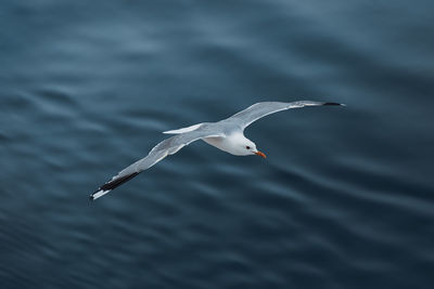 Seagull flying over sea