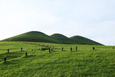 Sheep grazing on field against sky