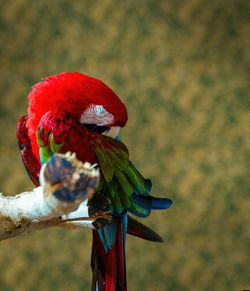 A south american scarlet red macaw sleeping in the forest against blurred green background