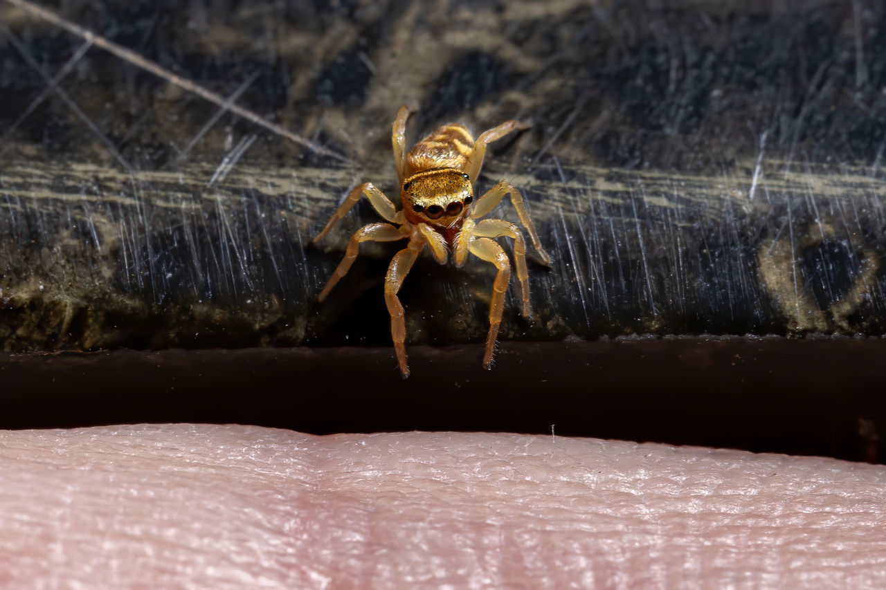 CLOSE-UP OF SPIDER ON A HORSE