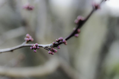 Close-up of cherry blossom on branch