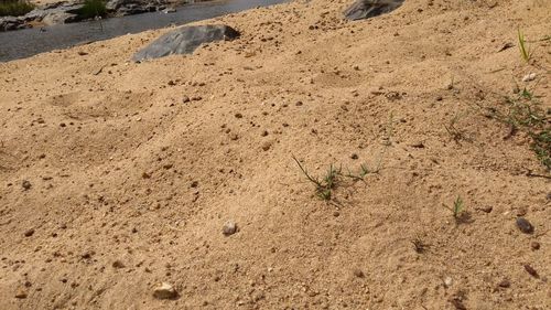 Close-up of sand on beach