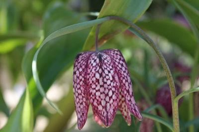 Close-up of purple flower growing on plant