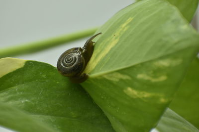 Close-up of snail on leaves