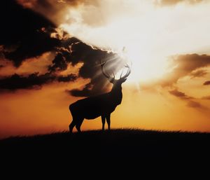 Silhouette stag on field against cloudy sky during sunset