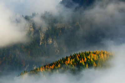 Trees in forest against sky