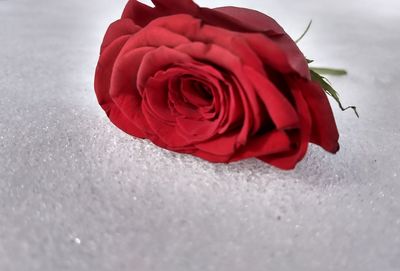 Close-up of red rose