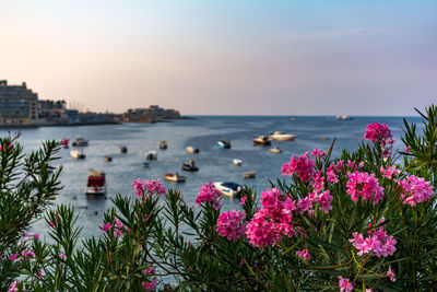 Vibrant pink nerium oleander flowers with blurred boats and yachts parked in malta's balluta bay