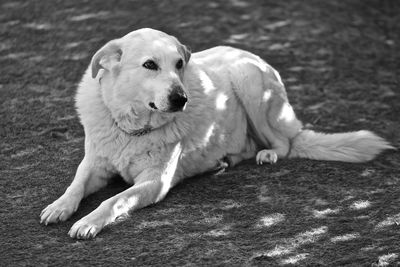 Portrait of dog relaxing outdoors