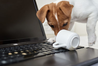 Dog spilled coffee on computer laptop keyboard. damage property from pet