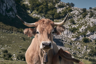 Portrait of cow