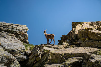 Low angle view of goat on rock against blue sky