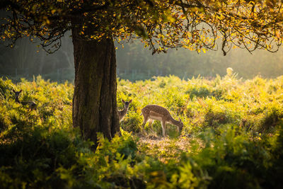 View of a tree in a field