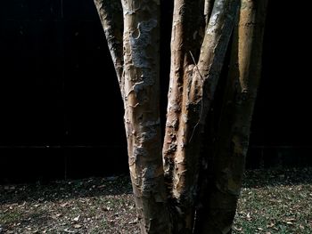 Close-up of tree trunk in forest