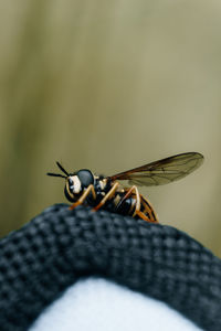 Close-up of insect