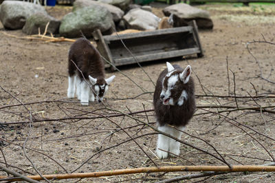 Goat looking away on field