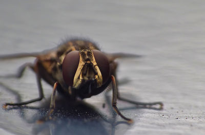 Close-up of fly