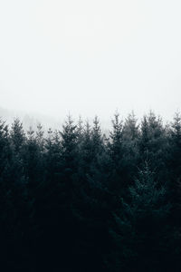 Scenic view of forest against clear sky