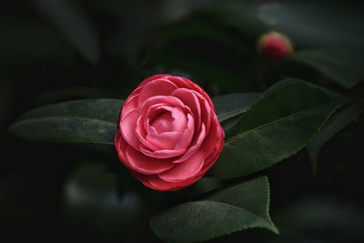 Close-up of pink rose